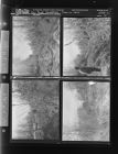 Clearing Land (4 Negatives), March 18-19, 1967 [Sleeve 12, Folder c, Box 42]